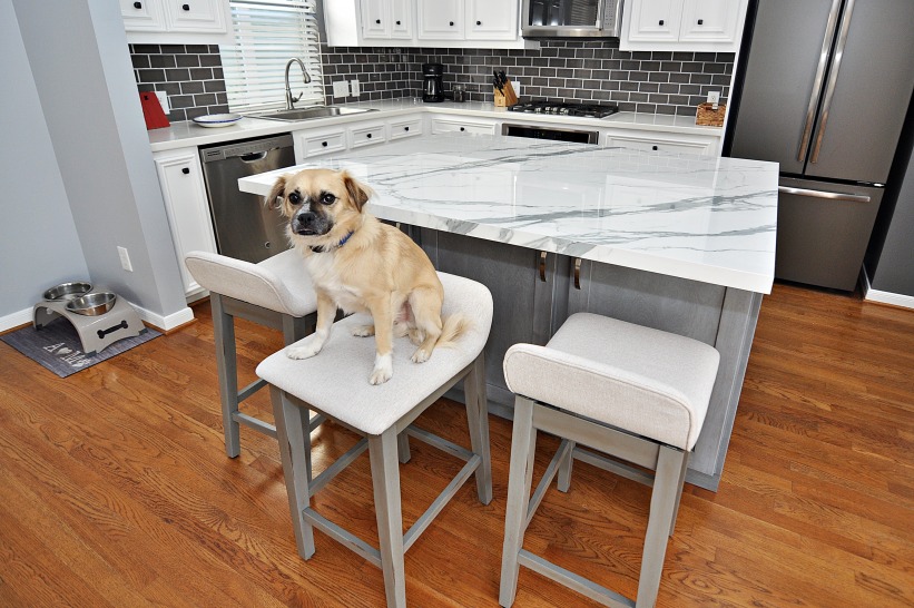 A dog sitting on a bar stool in a kitchen