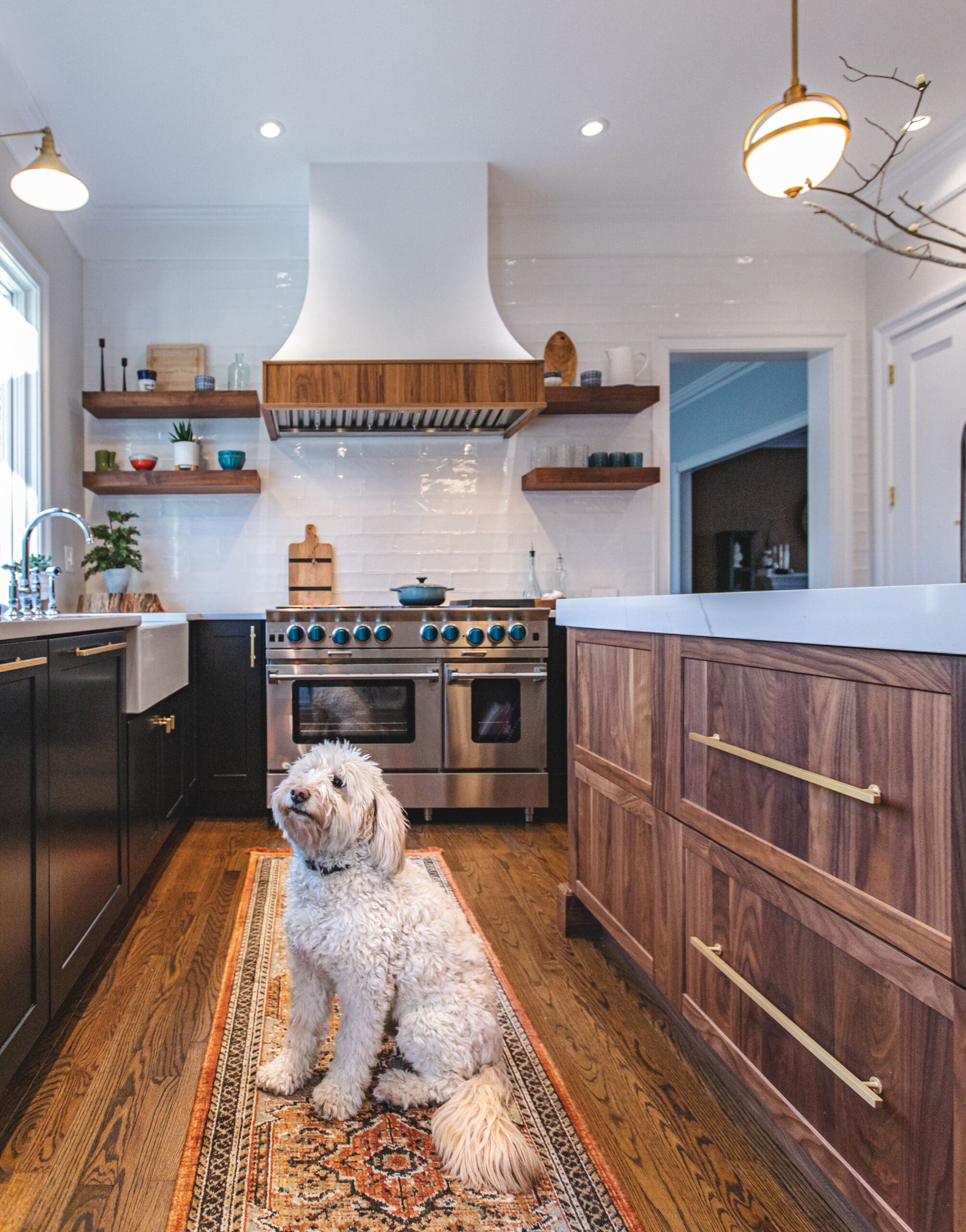 A dog sitting on a rug in a kitchen