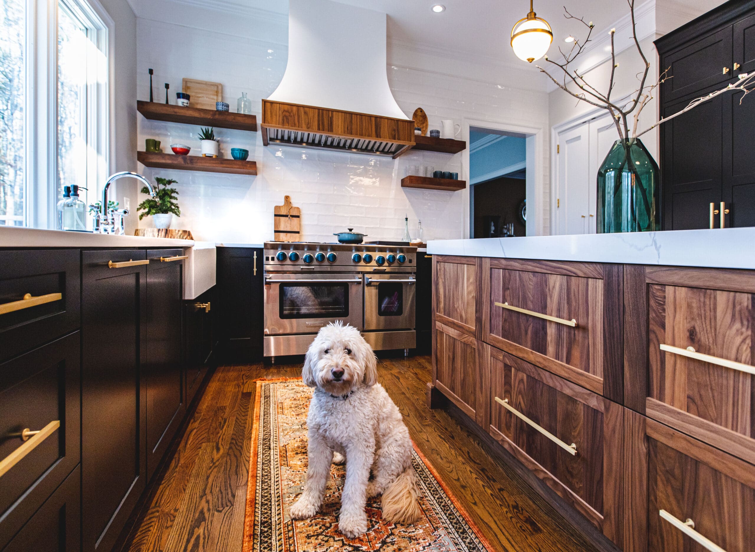 A dog sitting in a kitchen